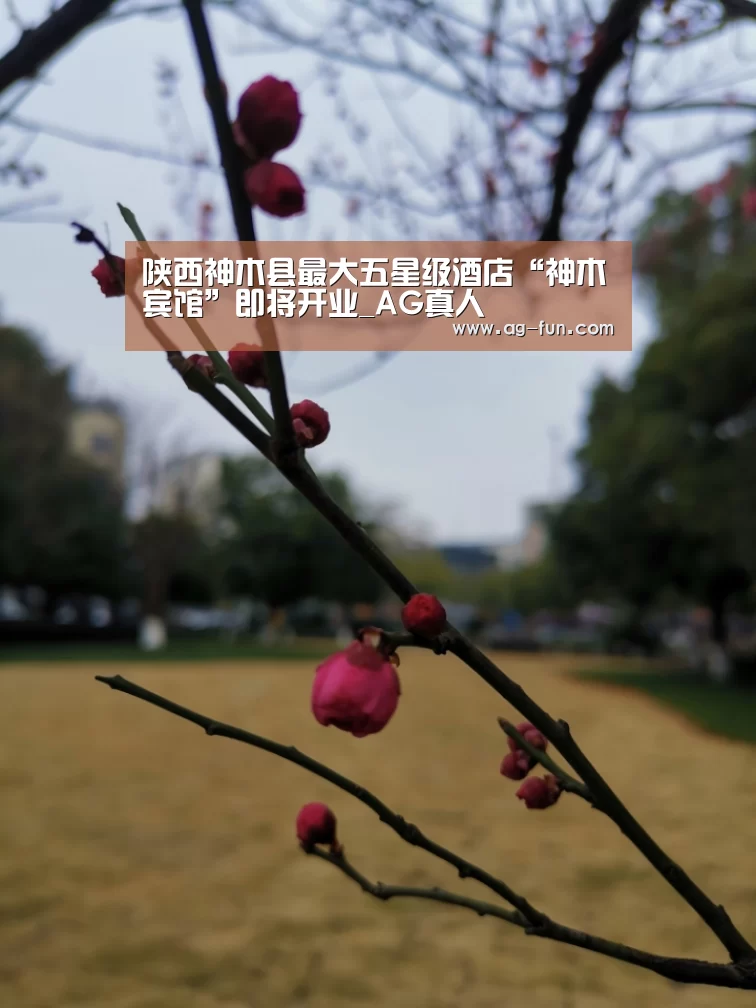 AG娱乐